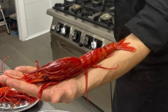 gamba-en-mano